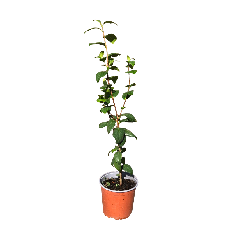 Camelia japónica