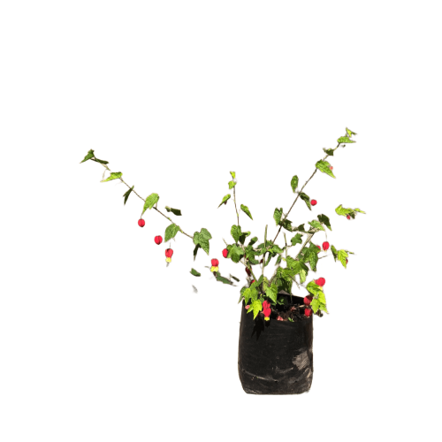 Abutilón megapotamicum (linterna china)