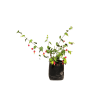 Abutilón megapotamicum (linterna china)