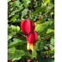 Abutilón megapotamicum (linterna china)