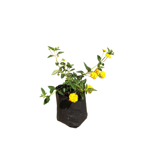 Lantana rastrero