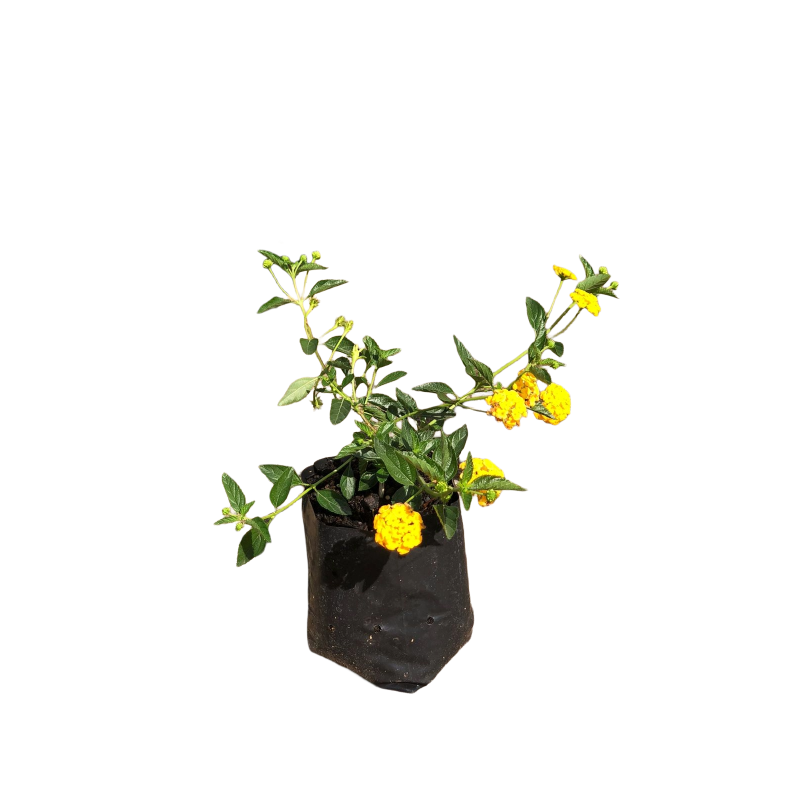 Lantana rastrero
