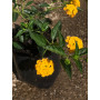 Lantana rastrero