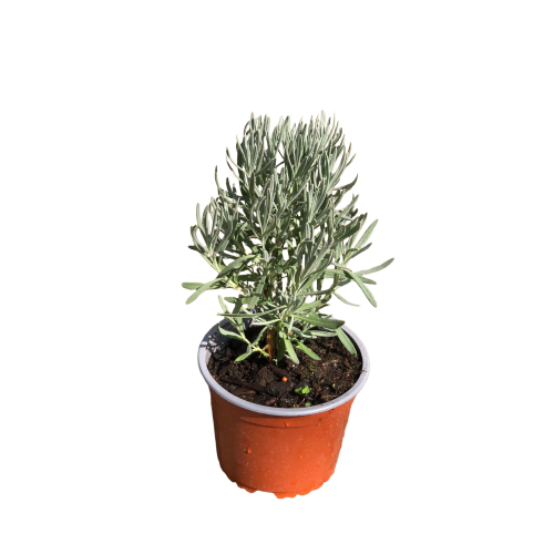 lavanda común