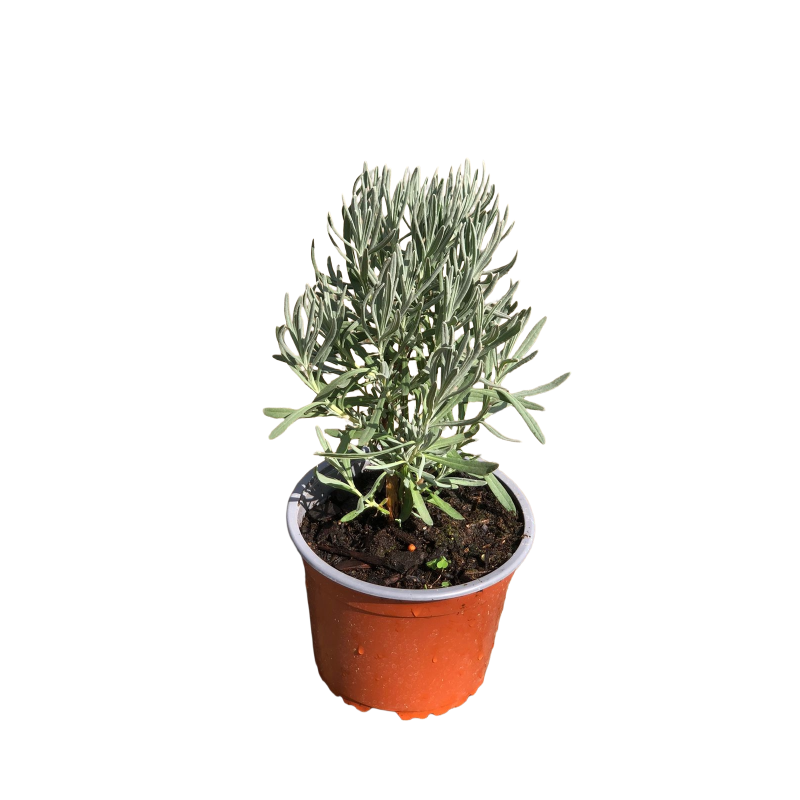 lavanda común