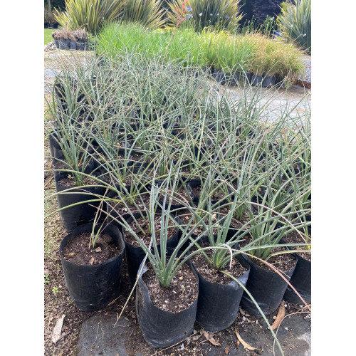 Hesperaloe