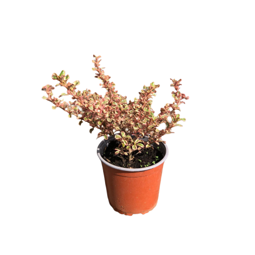 Coprosma pink