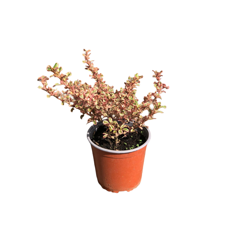 Coprosma pink