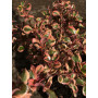 Coprosma pink
