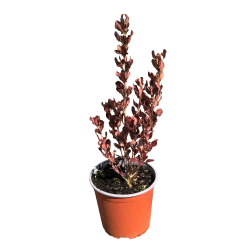 Coprosma chocolate