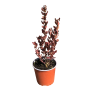Coprosma chocolate