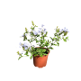 Plumbago