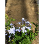 Plumbago