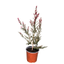 Leptospermum scoparium