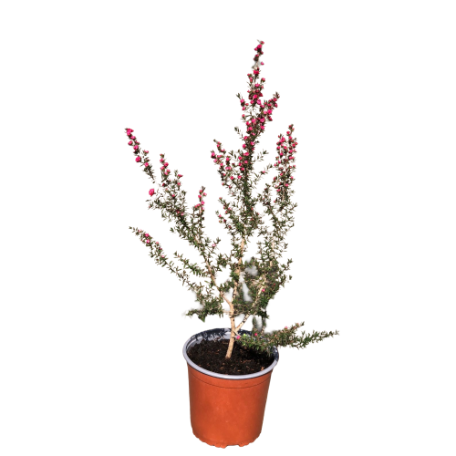 Leptospermum scoparium