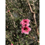 Leptospermum scoparium