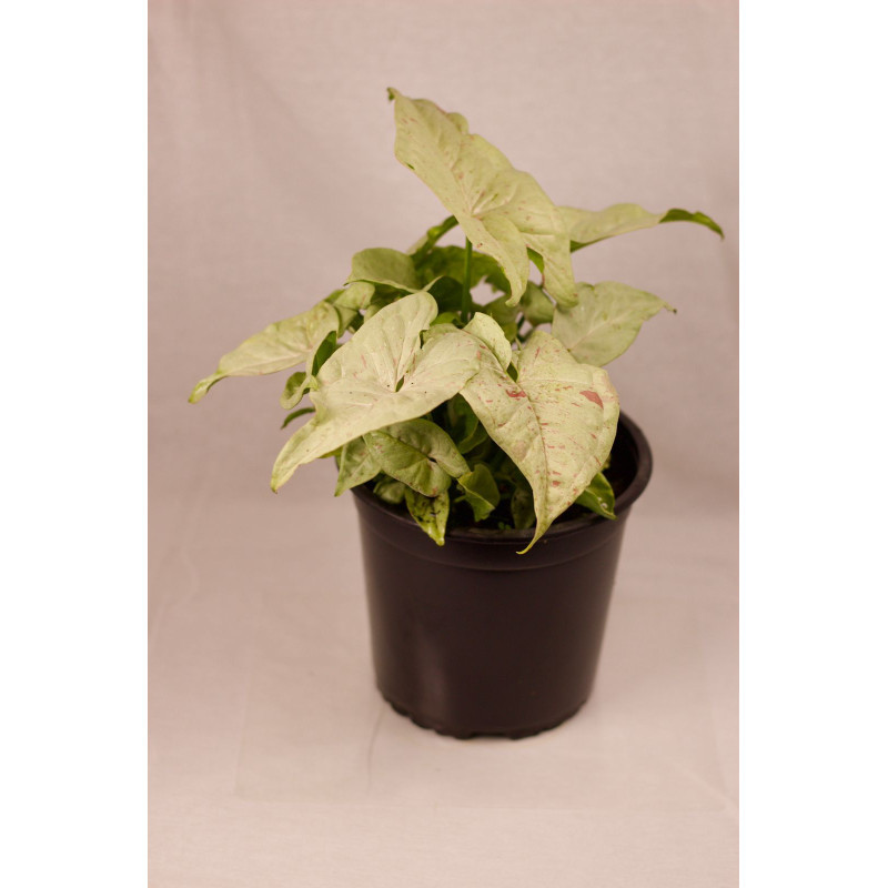 pack plantas de interior