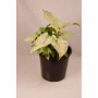 pack plantas de interior