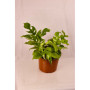 pack plantas de interior