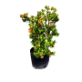 viburnum rotundifolia.