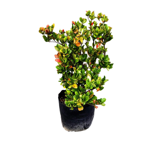 viburnum rotundifolia.