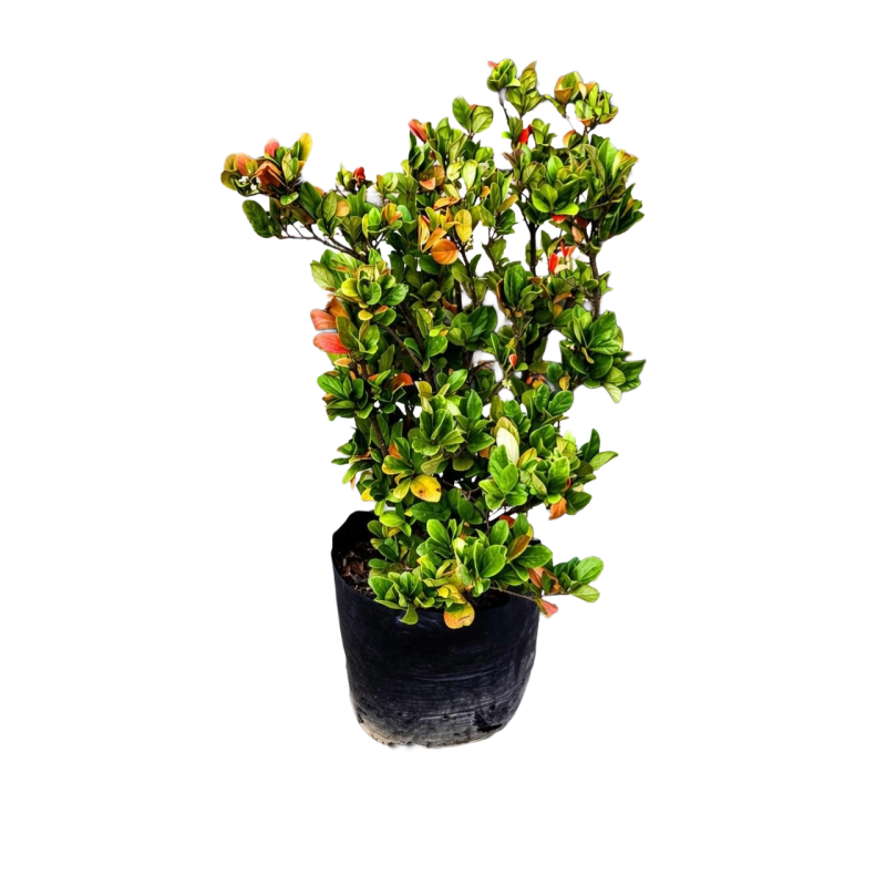 viburnum rotundifolia.