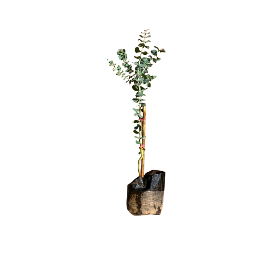 Eucalyptus dolar