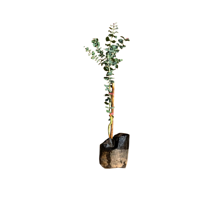 Eucalyptus dolar
