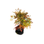 Nandina XL