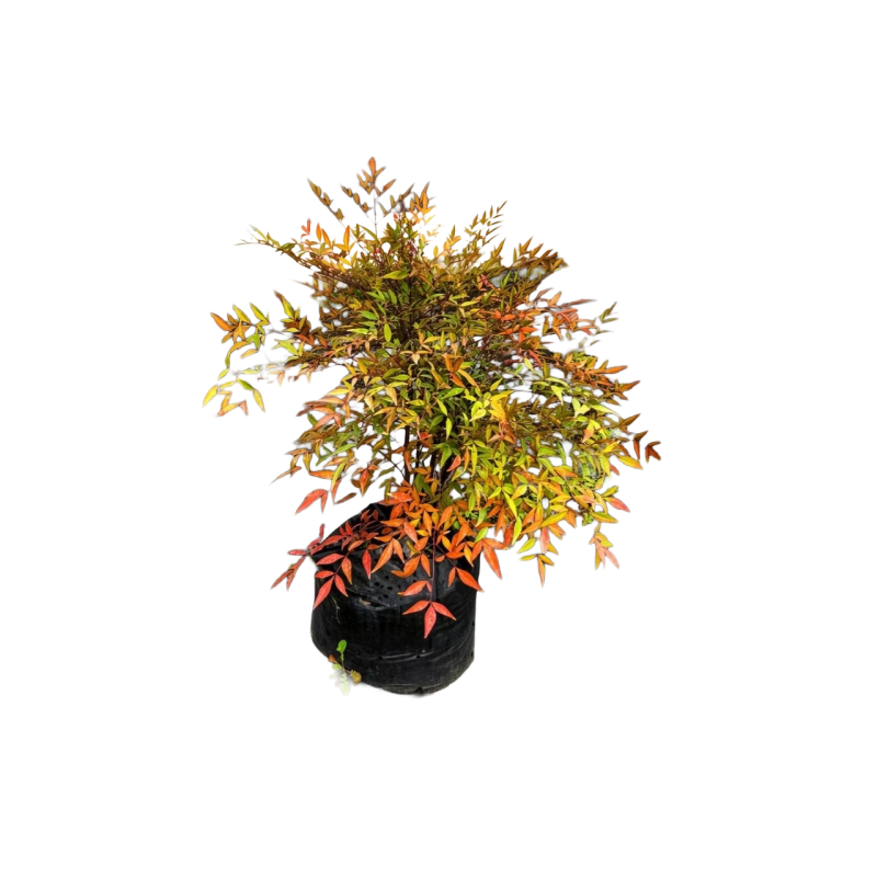 Nandina XL