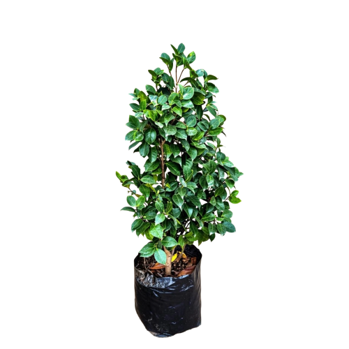 Camelia japónica