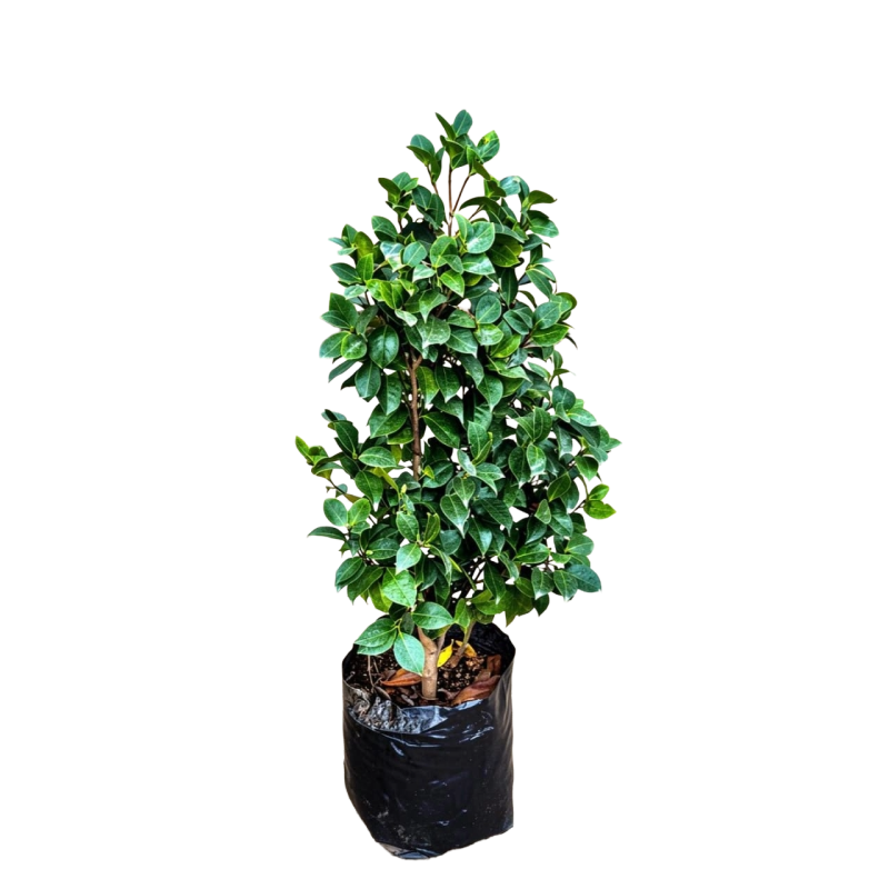 Camelia japónica