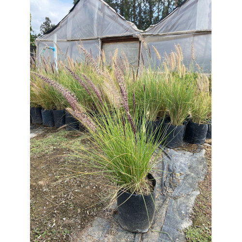 Pennisetum Rupeliano / Penisetum