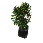Viburnum lucidum — viburnum lucidum arbusto Chile precio