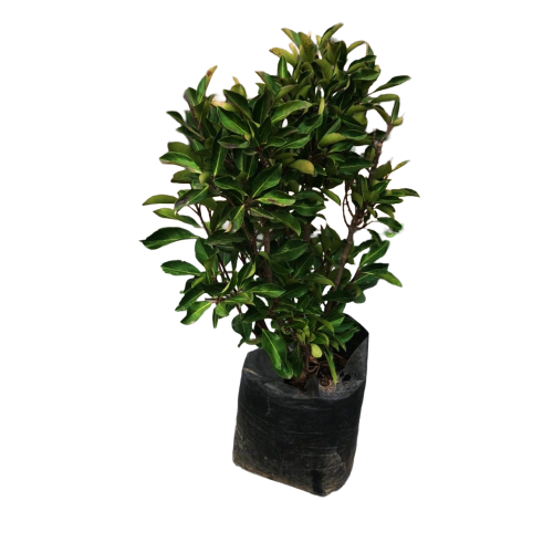 Viburnum lucidum — viburnum lucidum arbusto Chile precio
