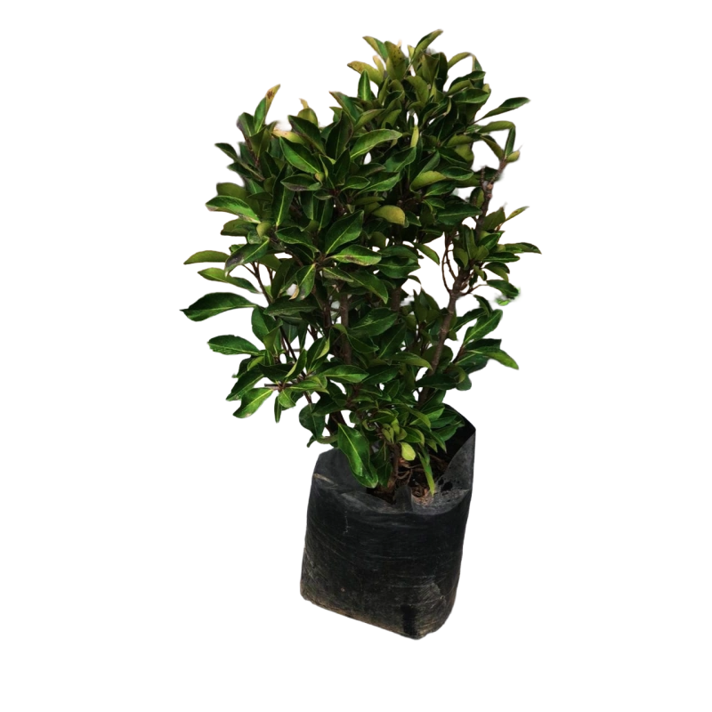 Viburnum lucidum — viburnum lucidum arbusto Chile precio