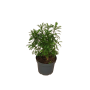 Paquerette californiano