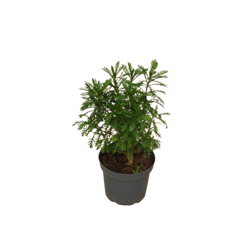 Paquerette californiano