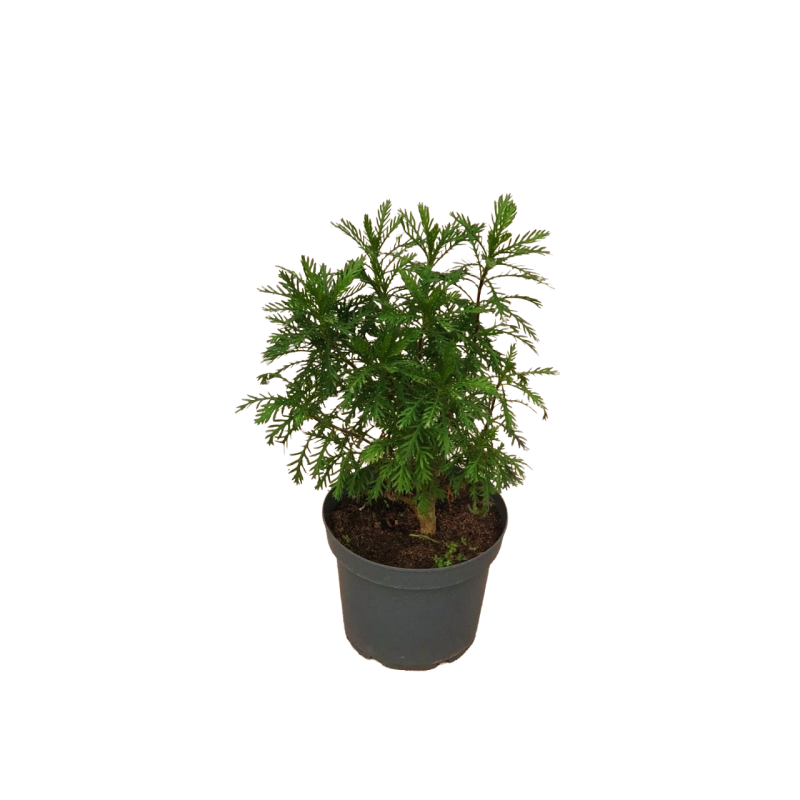 Paquerette californiano