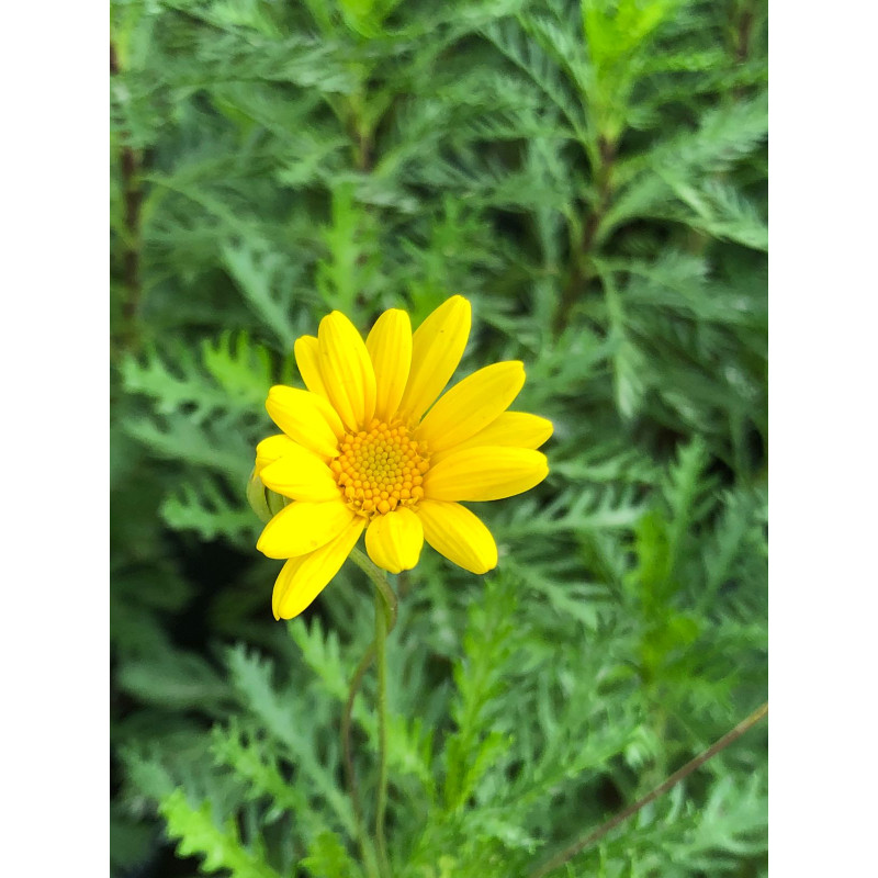 Paquerette californiano