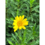 Paquerette californiano