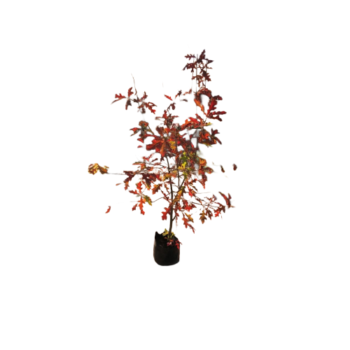 Quercus palustri