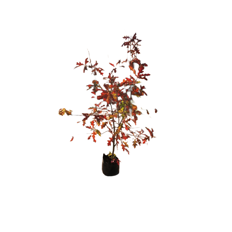 Quercus palustri