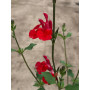 Salvia bicolor