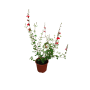 Salvia bicolor