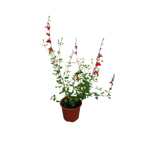 Salvia bicolor