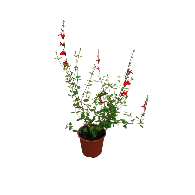 Salvia bicolor
