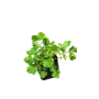Geum