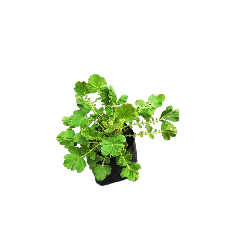 Geum