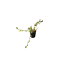 Solanum rantonetti